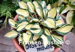 Desert Mouse